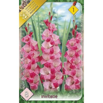 Kardvirág – Gladiolus 'Invitate' (világos/sötét rózsaszín)