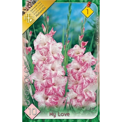 Kardvirág – Gladiolus 'My Love' (rózsaszín cirmos)