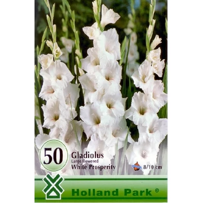 Kardvirág nagycsomag - Gladiolus Fehér