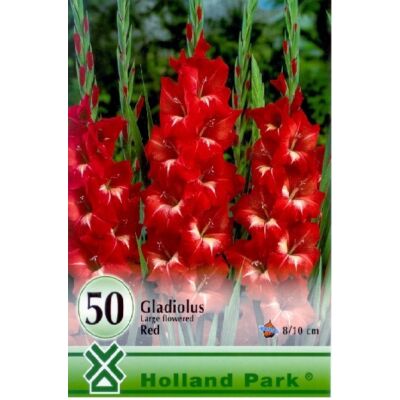 Kardvirág nagycsomag - Gladiolus Piros 
