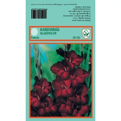 Kardvirág nagycsomag - Gladiolus Fekete
