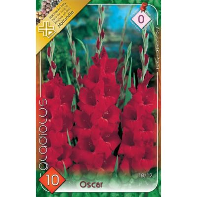 Kardvirág – Gladiolus 'Oscar' (bordó)