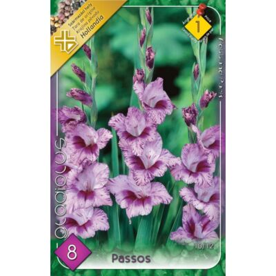 Kardvirág – Gladiolus 'Passos' (világos-/sötétlila cirmos)
