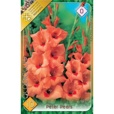 Kardvirág – Gladiolus 'Peter Pears' (narancssárga)