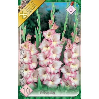 Kardvirág – Gladiolus 'Priscilla' (rózsaszín cirmos)