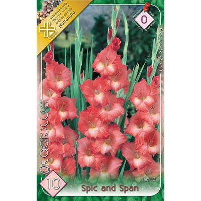 Kardvirág – Gladiolus 'Spic and Span' (barackszín)