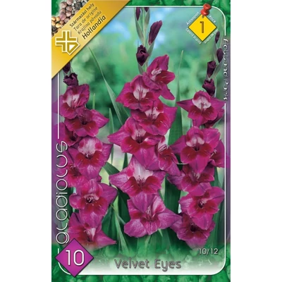 Kardvirág – Gladiolus 'Velvet Eyes' (lilás-rózsaszín)