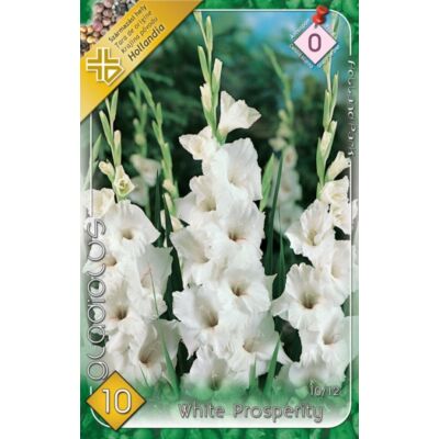 Kardvirág – Gladiolus 'White Prosperity' (fehér, fodros)