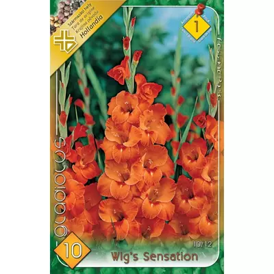 Kardvirág – Gladiolus 'Wig's Sensation' (narancssárga)