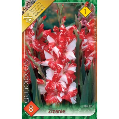 Kardvirág – Gladiolus 'Zizanie' (piros/fehér csíkos)