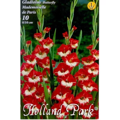 Kardvirág – Gladiolus 'Mademoiselle de Paris' (élénkpiros/fehér)