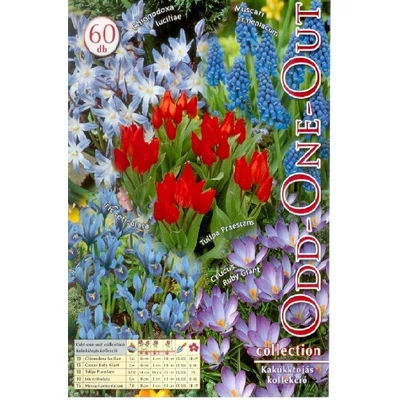 Odd-one-out - Kakukktojás (színes balkon virághagyma kollekció)