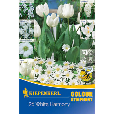 Színharmónia összeállítás 'White Harmony' (jácint-tulipán-nárcisz-krókusz-szellőrózsa-Scilla, fehér)
