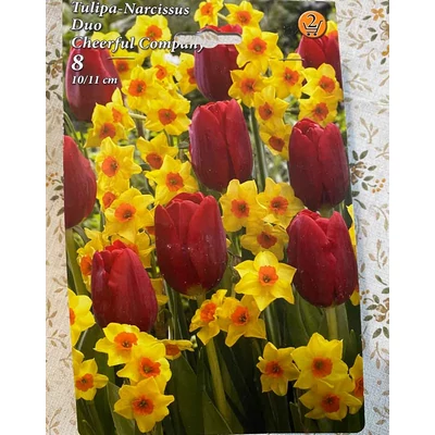 Tulipán Nárcisz Duo - Cheerful Company
