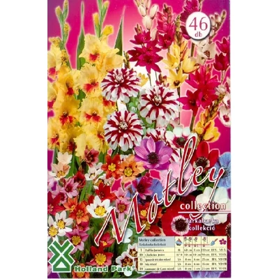 Tarkabarka (sokszínű virághagyma kollekció)