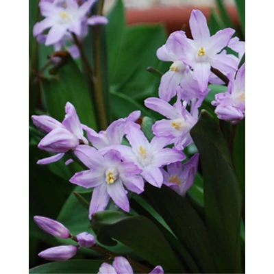 Chionodoxa forbesii 'Pink Giant' - Hófény