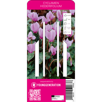 Young Generation – Cyclamen hederifolium