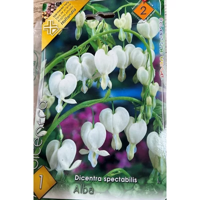 Dicentra spectabilis 'Alba' - Nagy szívvirág (fehér)