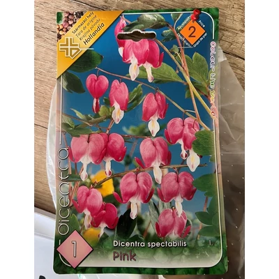 Dicentra spectabilis - Nagy szívvirág