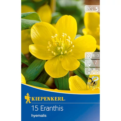 Eranthis hyemalis – Téltemető