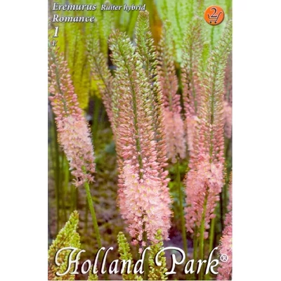 Eremurus Ruiter hibrid 'Romance' - Korbácsliliom