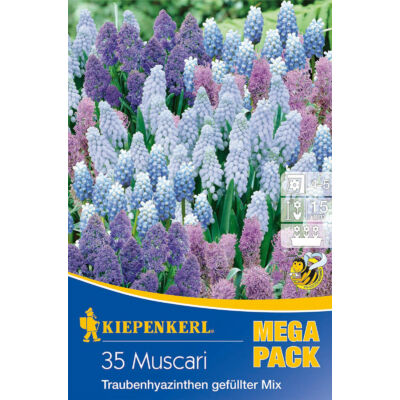 Mega-Pack – Muscari teltvirágú gyöngyike fajták