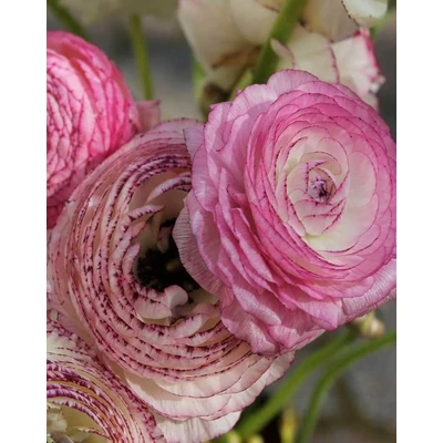 Ranunculus asiaticus 'Picotee Pink' – Ázsiai boglárka