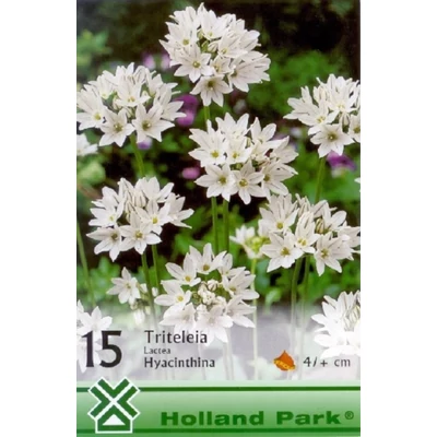 Triteleia lactea 'Hyacinthina' - Vajszínű csillaghagyma