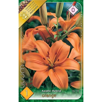 Lilium Asiatic orange - Ázsiai liliom (narancssárga)