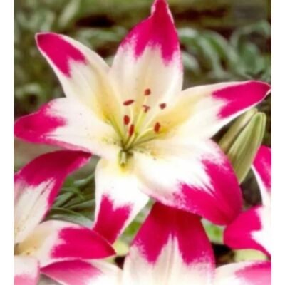 Lilium Asiatic pink-white - Ázsiai liliom (rózaszín/fehér)
