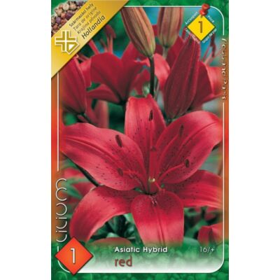 Lilium Asiatic red - Ázsiai liliom (piros)