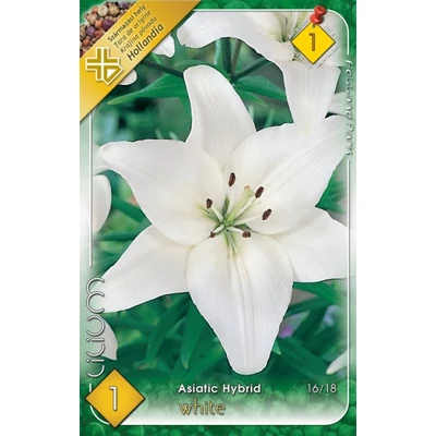 Lilium Asiatic white - Ázsiai liliom (fehér)