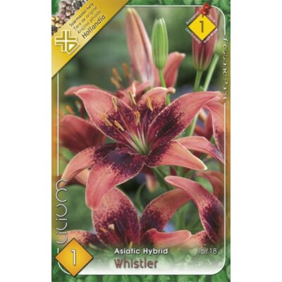 Lilium 'Whistler' - Ázsiai liliom (barnás-rózsaszín)