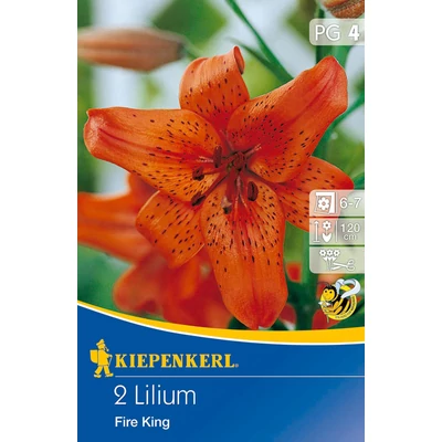 Liliom 'Fire King'