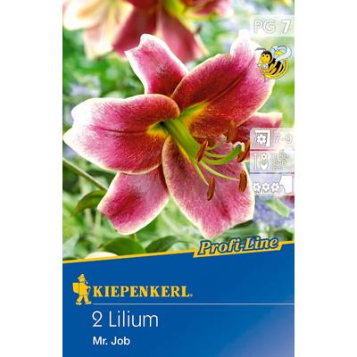 Profi-Line – Liliom 'Mr.Job'