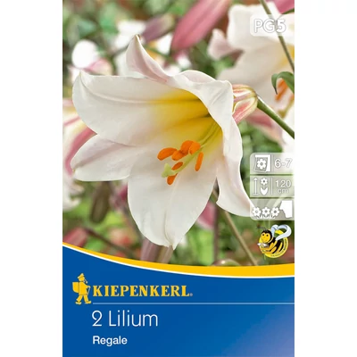 Lilium regale