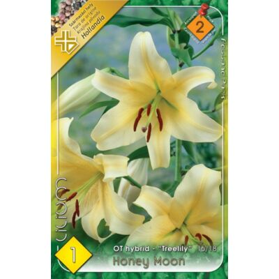 Lilium 'Honeymoon' - Óriásvirágú liliom (halványsárga)