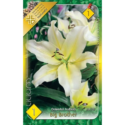Lilium 'Big Brother' - Orientál liliom (fehér/sárga)