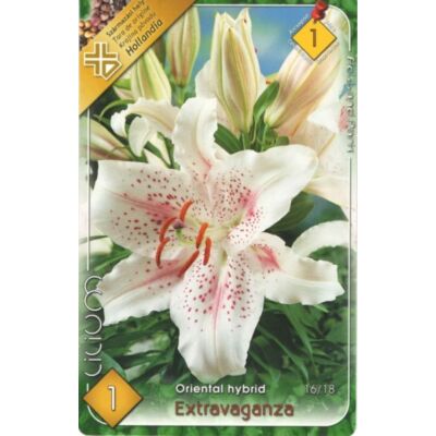 Lilium 'Extravaganza' - Orientál liliom (fehér, rózsaszín pettyekkel)