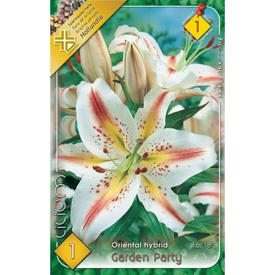 Lilium 'Garden Party' - Orientál liliom (fehér/sárga, rózsaszín pettyekkel)