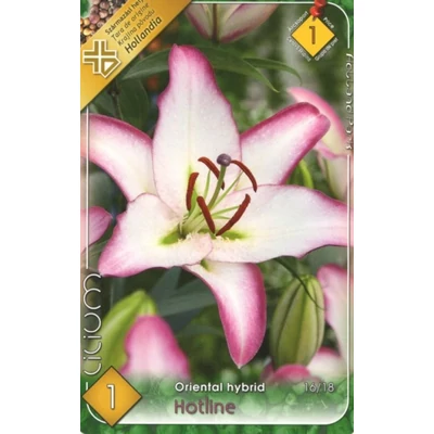 Lilium 'Hotline' - Orientál liliom (fehér, ciklámen széllel)
