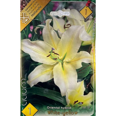 Lilium 'Oriental white-yellow' – Keleti (orientale) hibrid liliom