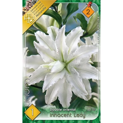 Lilium 'Innocent Lady' - Teltvirágú orientál liliom (fehér)