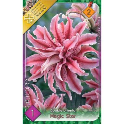 Lilium 'Magic Star' - Teltvirágú orientál liliom (rózsaszín csíkos)