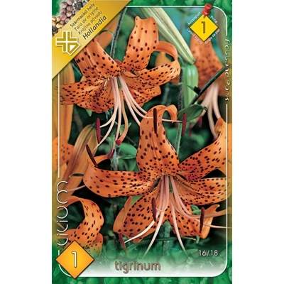 Lilium 'Tigrinum' - Liliom (narancssárga, fekete pettyekkel)