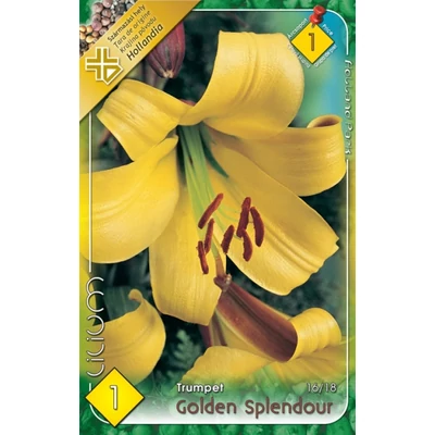 Lilium 'Golden Splendour' - Trombitavirágú liliom (sárga)