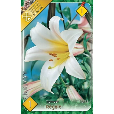 Lilium regale - Trombitavirágú liliom (fehér, sárga torokkal)