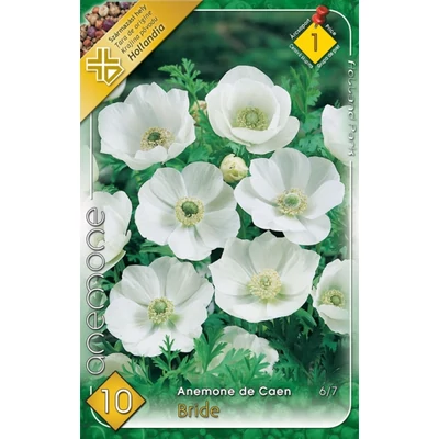 Anemone de Caen 'Bride' - Koronás szellőrózsa (fehér)