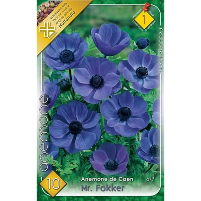 Anemone de Caen 'Mr. Fokker' - Koronás szellőrózsa (kék)