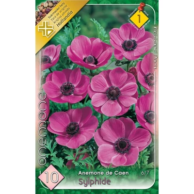 Anemone de Caen 'Sylphide' - Koronás szellőrózsa (rózsaszín)